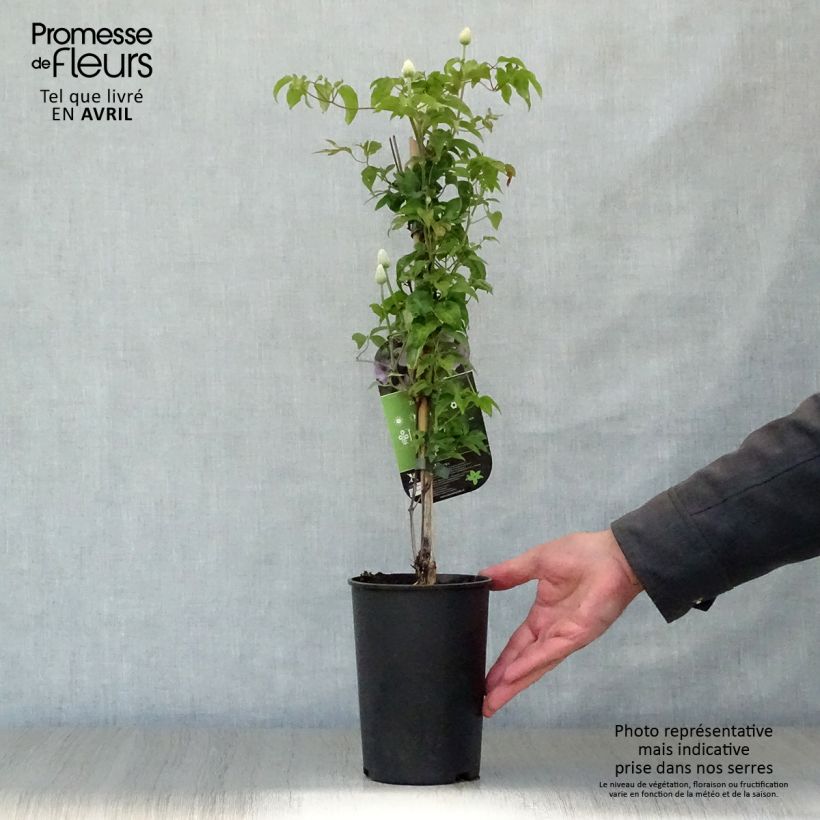 Spécimen de Clématite - Clematis patens Mandy Pot de 2L/3L tel que livré au printemps