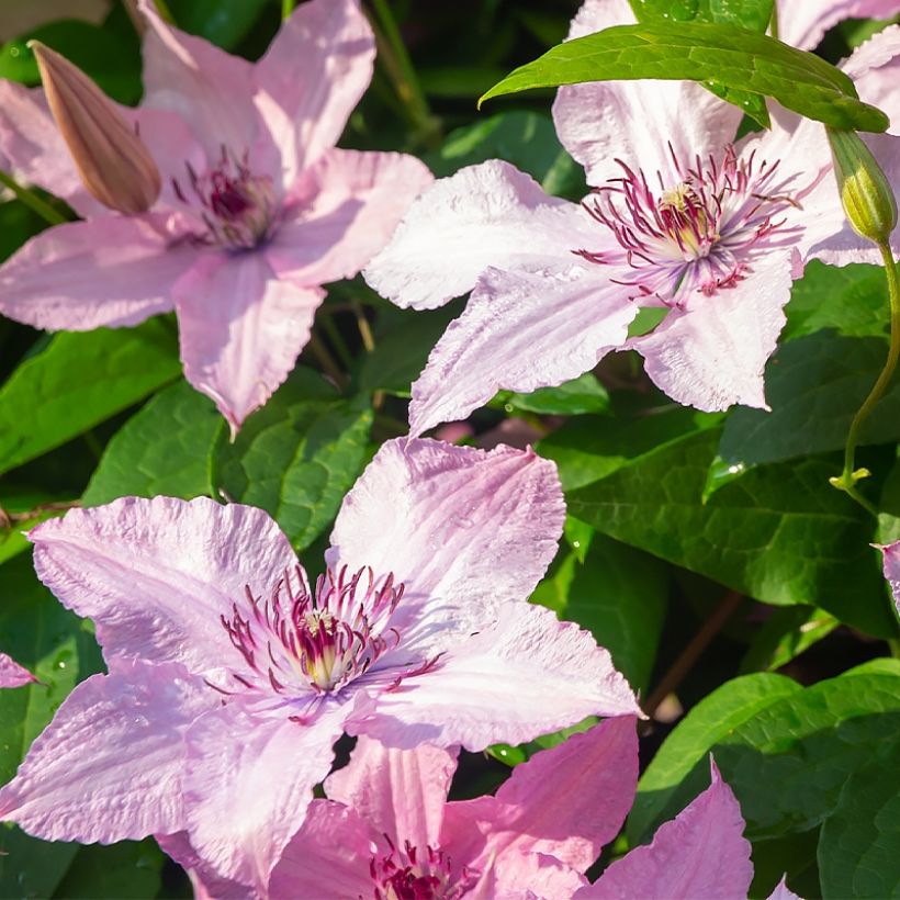 Clématite - Clematis patens Mandy (Floraison)