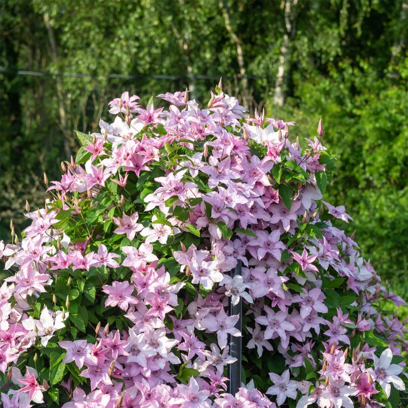 Clématite - Clematis patens Mandy (Port)