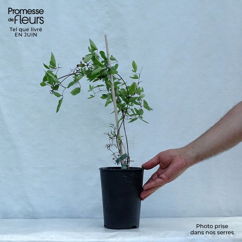 Spécimen de Clématite - Clematis pitcheri Pot de 2L/3L tel que livré en été