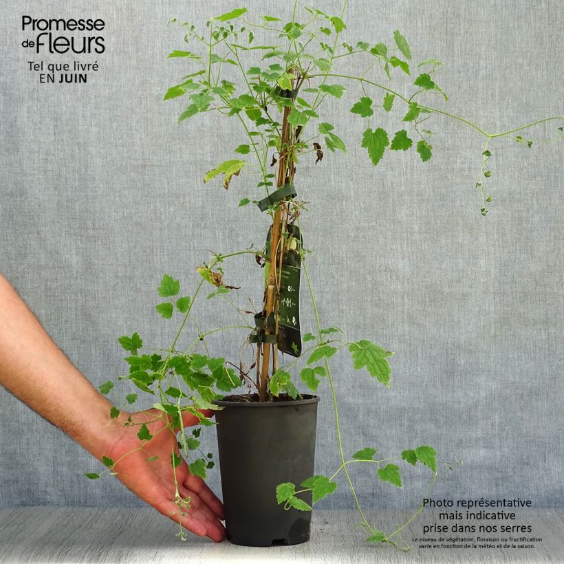 Spécimen de Clématite - Clematis rehderiana Pot de 2L/3L tel que livré en été