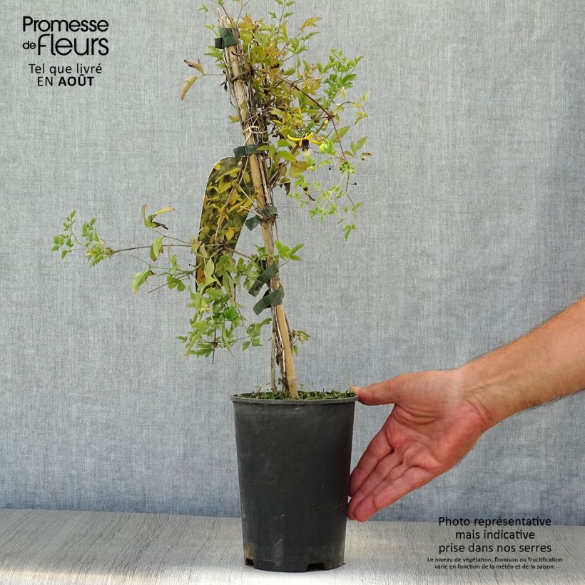 Spécimen de Clématite - Clematis tangutica Golden Harvest Pot de 2L/3L tel que livré en été