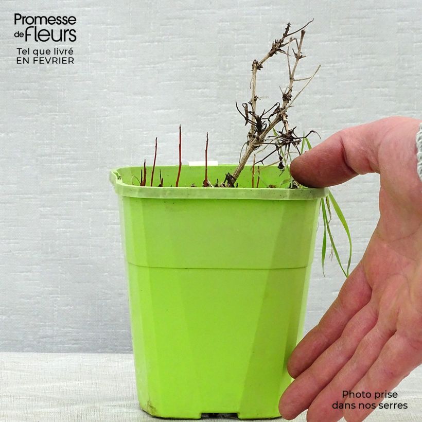 Spécimen de Clématite - Clematis tangutica Little Lemons en pot de 1/1,5L tel que livré en hiver