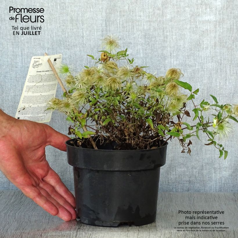 Spécimen de Clématite - Clematis tangutica Little Lemons Pot de 2L/3L tel que livré en été