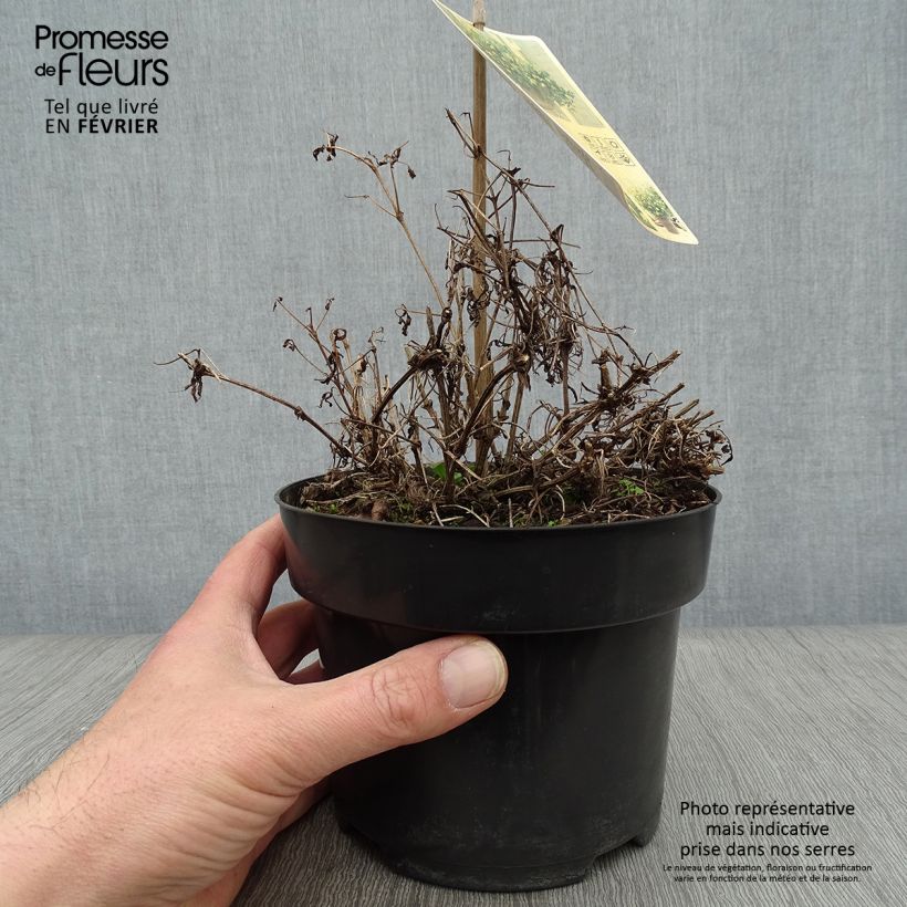 Spécimen de Clématite - Clematis tangutica Little Lemons tel que livré en hiver