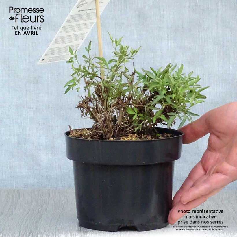 Spécimen de Clématite - Clematis tangutica Little Lemons en pot de 2/3L tel que livré au printemps