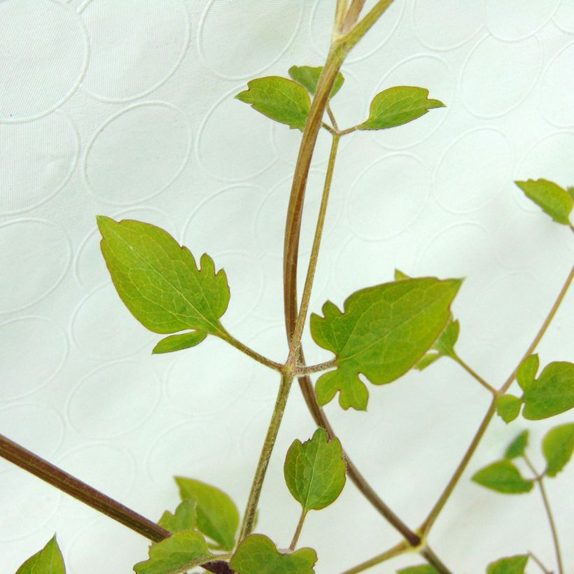 Clématite - Clematis terniflora (Feuillage)