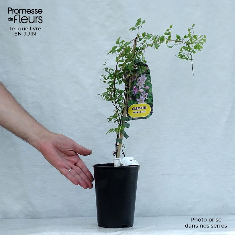 Spécimen de Clématite - Clematis texensis Mienie Belle Pot de 2L/3L tel que livré en été