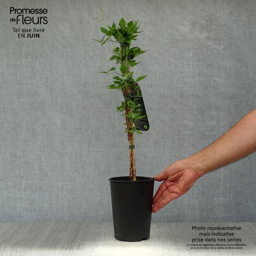 Spécimen de Clématite - Clematis texensis Prince William Pot de 2L/3L tel que livré en été