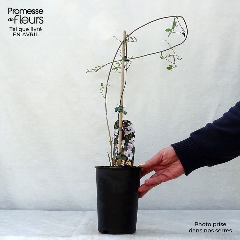 Spécimen de Clématite - Clematis texensis Princess Kate Pot de 2L/3L tel que livré au printemps