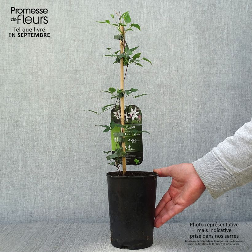 Spécimen de Clématite - Clematis texensis Princess Kate Pot de 2L/3L tel que livré en automne