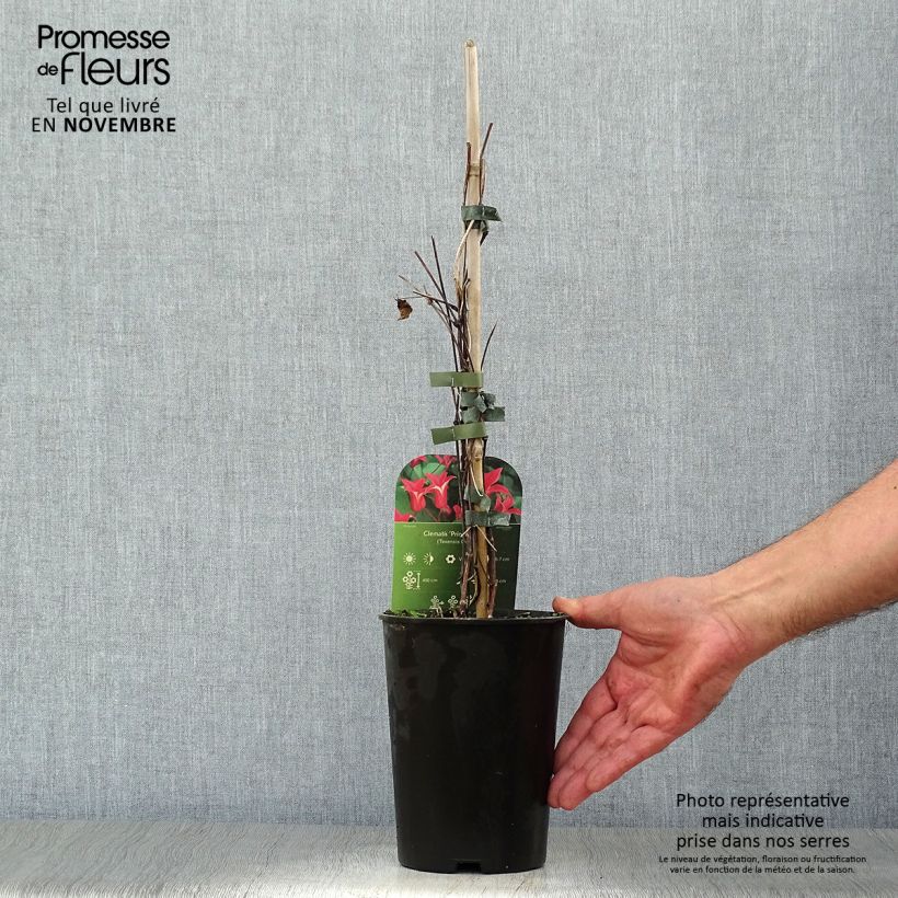 Spécimen de Clématite - Clematis texensis Princesse Diana Pot de 1,5L/2L tel que livré en automne