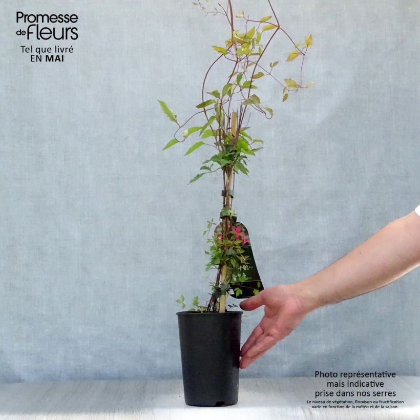 Spécimen de Clématite - Clematis texensis Princesse Diana Pot de 1.5L/2L tel que livré au printemps