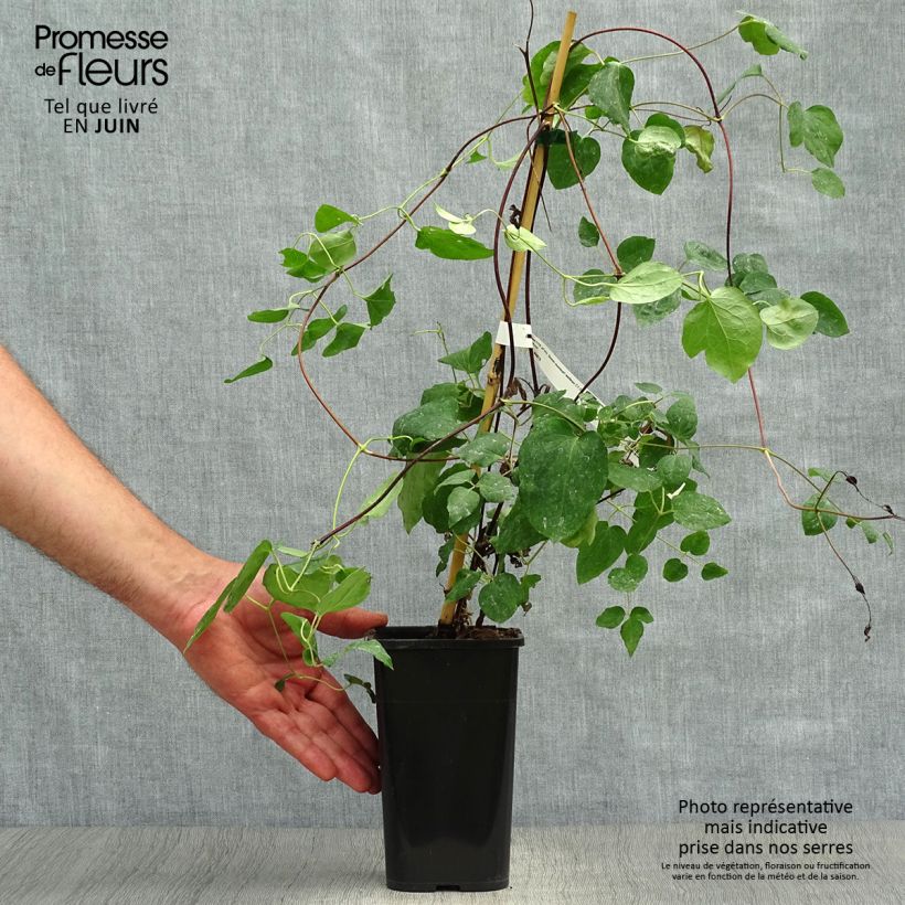 Spécimen de Clématite - Clematis texensis Queen Maxima Pot de 1,5L/2L tel que livré en été
