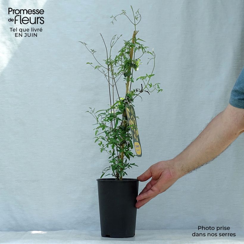 Spécimen de Clématite - Clematis tibetana Orange Peel Pot de 2L/3L tel que livré en été