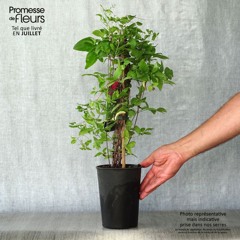 Spécimen de Clématite - Clematis viticella Abundance Pot de 2L/3L tel que livré en été