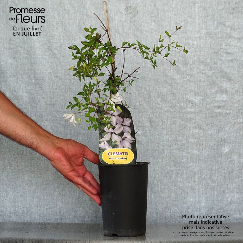 Spécimen de Clématite - Clematis viticella Alba Luxurians Pot de 2L/3L tel que livré en été