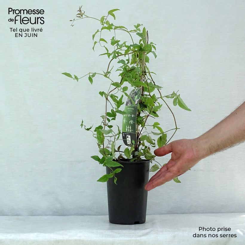 Spécimen de Clématite - Clematis viticella Black Prince Pot de 2L/3L tel que livré en été