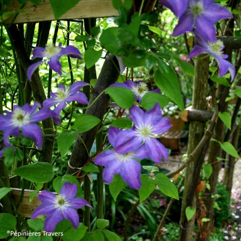 Clématite - Clematis viticella Bonanza (Port)