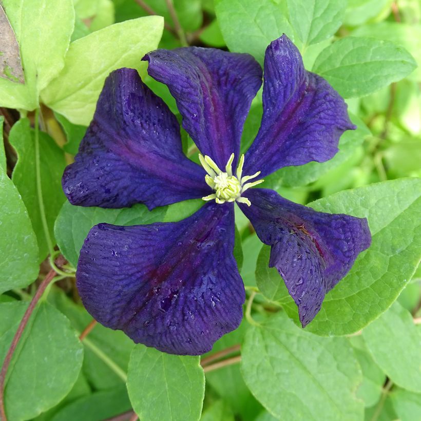 Clématite - Clematis viticella Etoile Violette (Floraison)