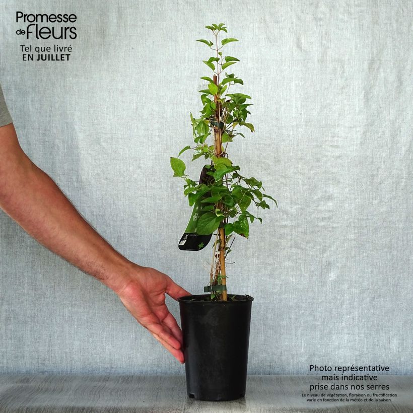 Spécimen de Clématite - Clematis viticella Etoile Violette Pot de 2L/3L tel que livré en été