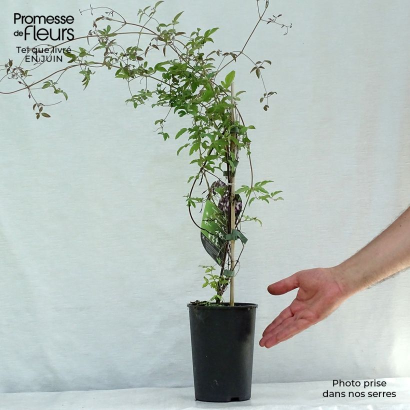 Spécimen de Clématite - Clematis viticella I am Lady J Pot de 2L/3L tel que livré en été