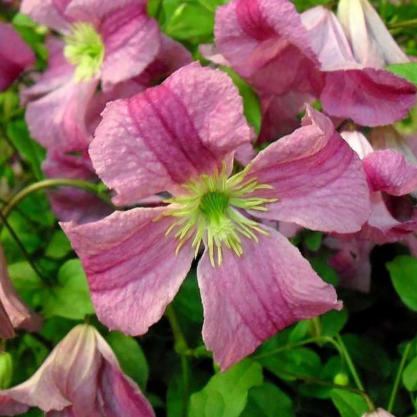 Clématite - Clematis viticella Krakowiak (Floraison)