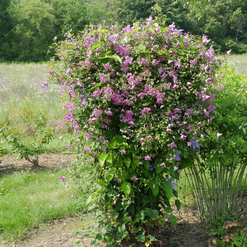 Clématite - Clematis viticella Krakowiak (Port)