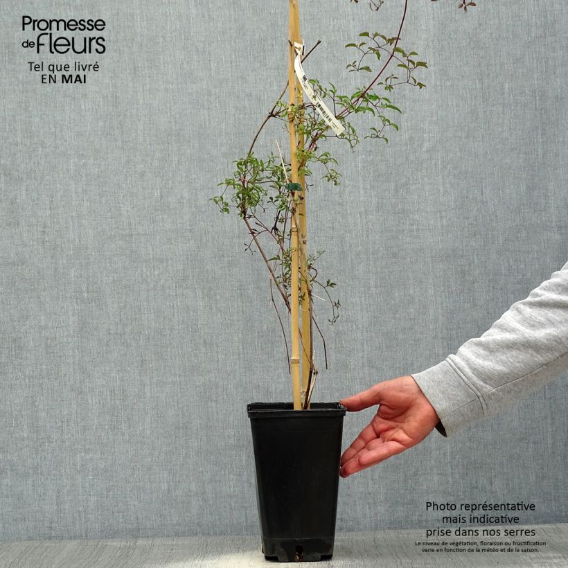 Spécimen de Clématite - Clematis viticella Krakowiak en pot de 3L/4L tel que livré au printemps