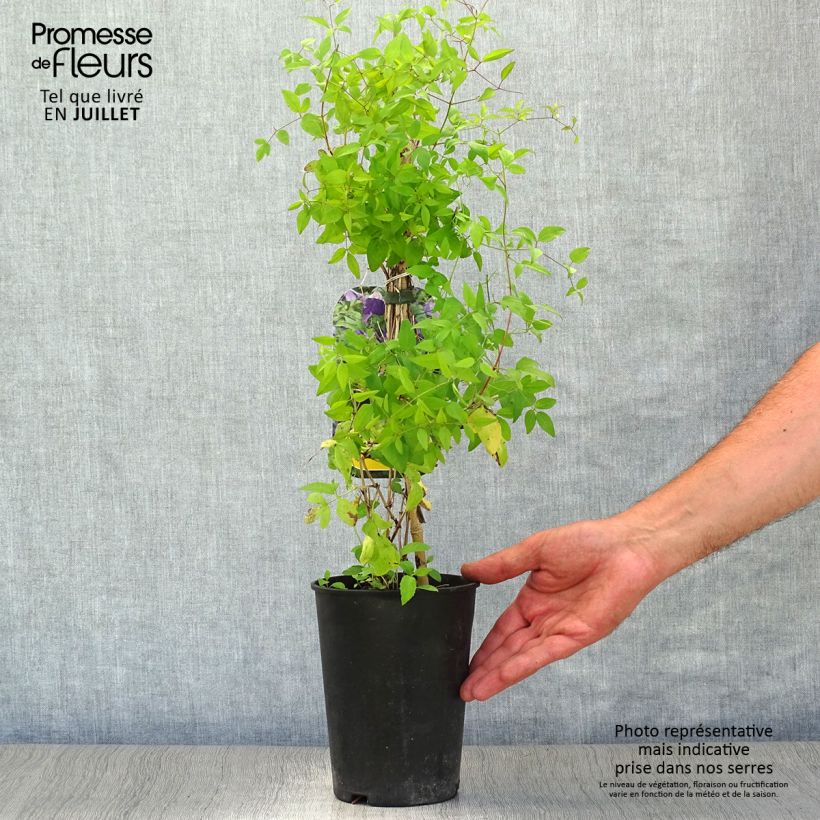 Spécimen de Clématite italienne - Clematis viticella Little Bas Pot de 2L/3L tel que livré en été
