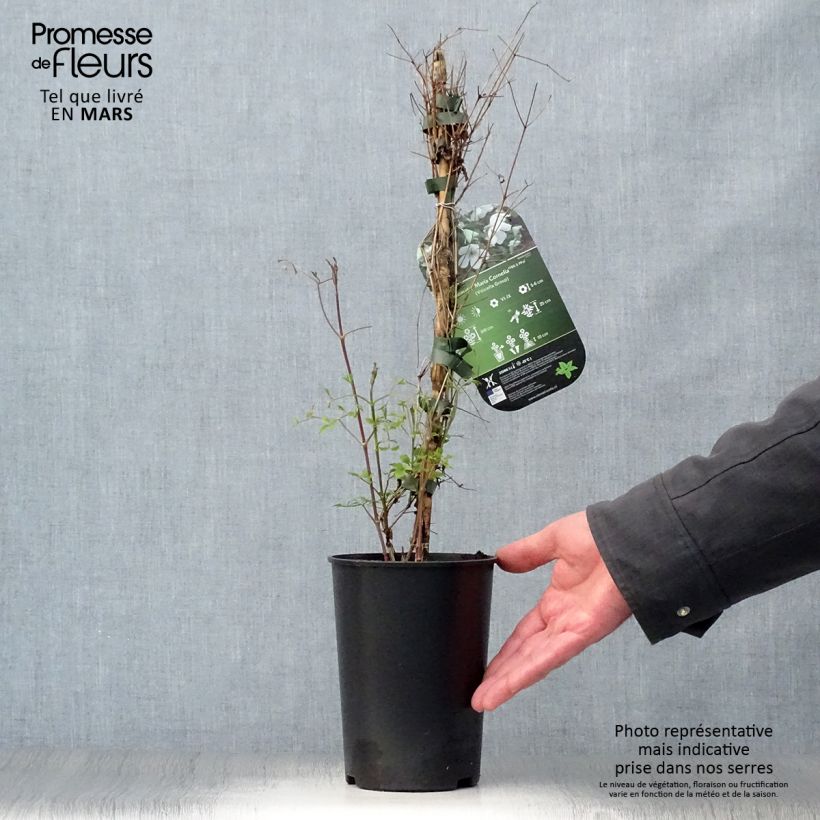 Spécimen de Clématite - Clematis viticella Maria Cornelia Pot de 2L/3L tel que livré au printemps