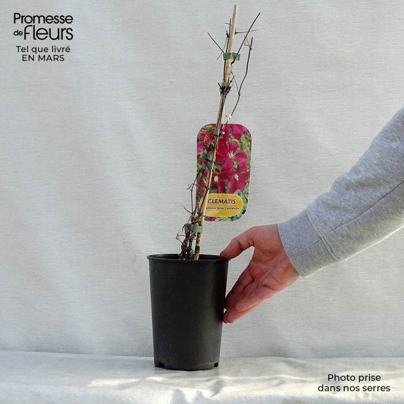 Spécimen de Clématite - Clematis viticella Mme Julia Correvon en pot de 2/3L tel que livré au printemps