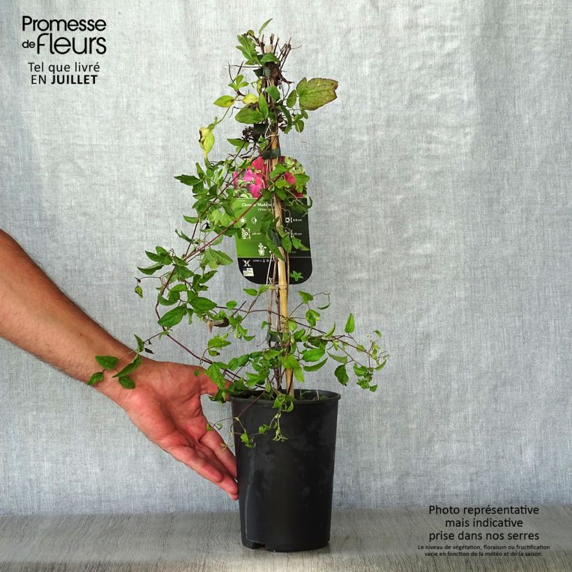 Spécimen de Clématite - Clematis viticella Mme Julia Correvon Pot de 2L/3L tel que livré en été