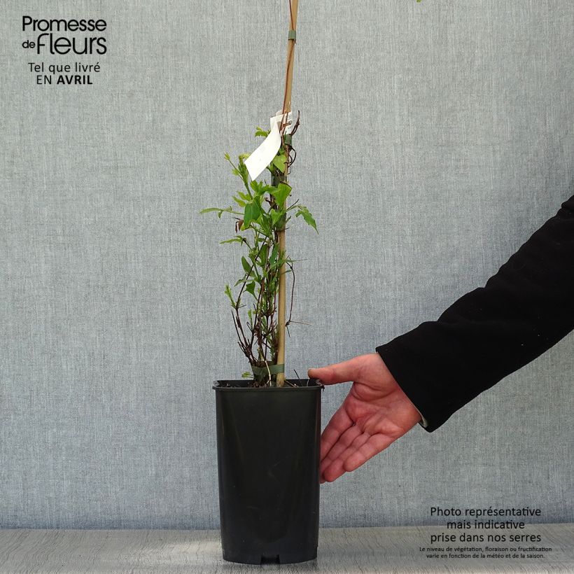 Spécimen de Clématite - Clematis viticella Panther - Pot de 2L/3L tel que livré au printemps