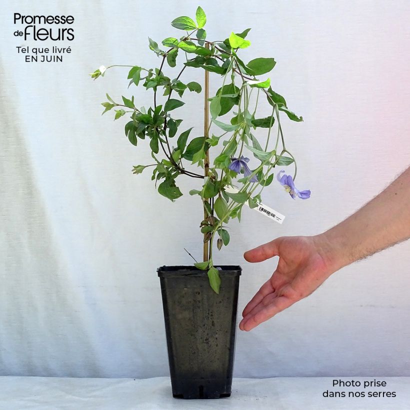 Spécimen de Clématite - Clematis viticella Perle d'Azur Pot de 2L/3L tel que livré en été
