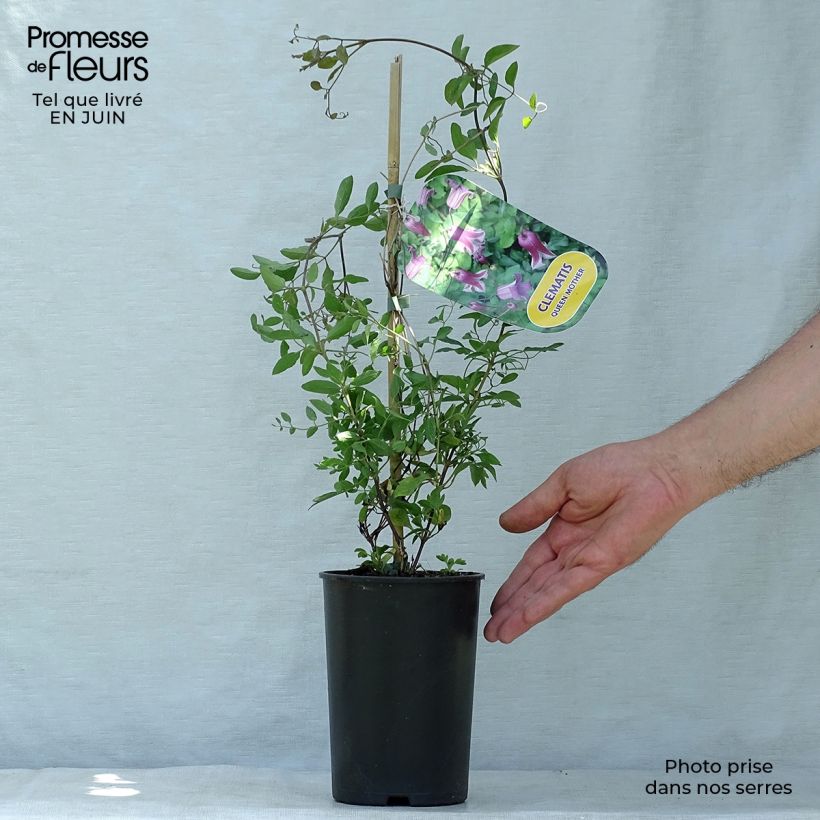 Spécimen de Clématite - Clematis viticella Queen Mother Pot de 2L/3L tel que livré en été