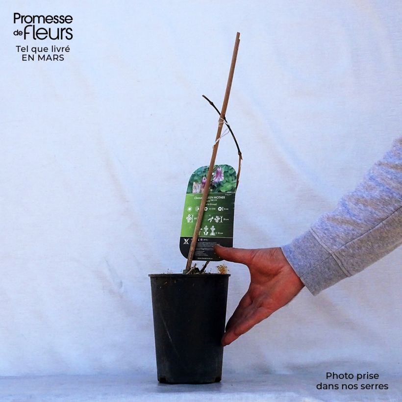 Spécimen de Clématite - Clematis viticella Queen Mother Pot de 2L/3L tel que livré au printemps