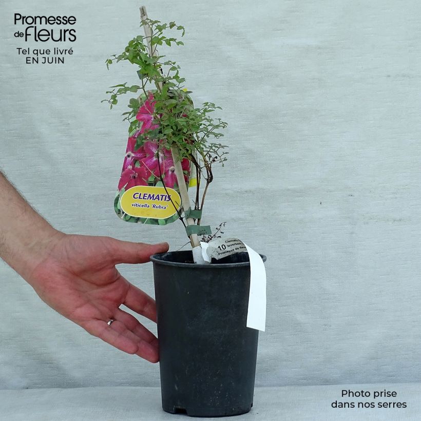 Spécimen de Clématite - Clematis viticella Rubra (Kermesina) Pot de 2L/3L tel que livré en été