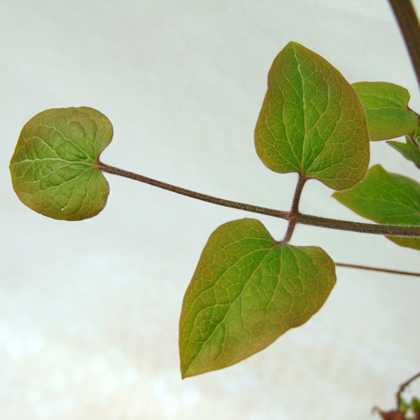 Clématite - Clematis viticella Sea Breeze (Feuillage)