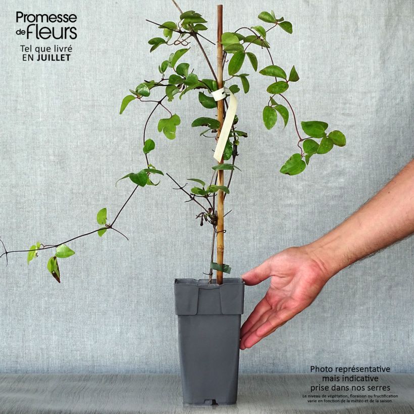 Spécimen de Clématite Delphine Pot de 2L/3L tel que livré en été