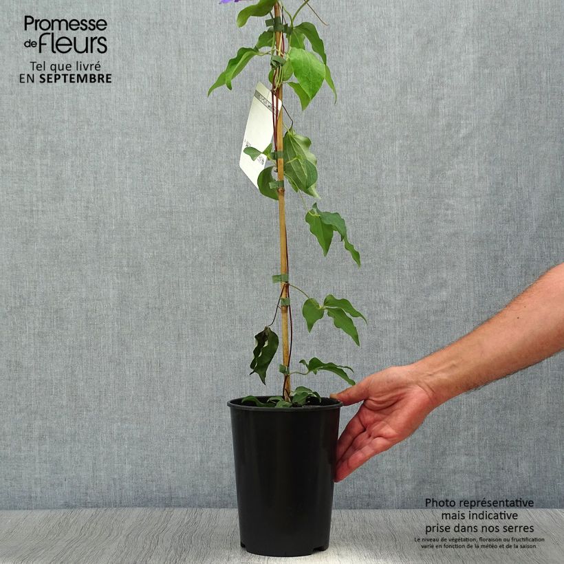 Spécimen de Clématite Etoile De Malicorne Pot de 2L/3L tel que livré en automne