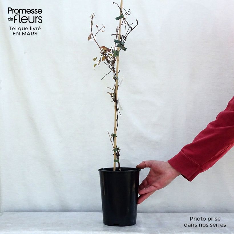 Spécimen de Clématite Etoile De Malicorne Pot de 2L/3L tel que livré au printemps