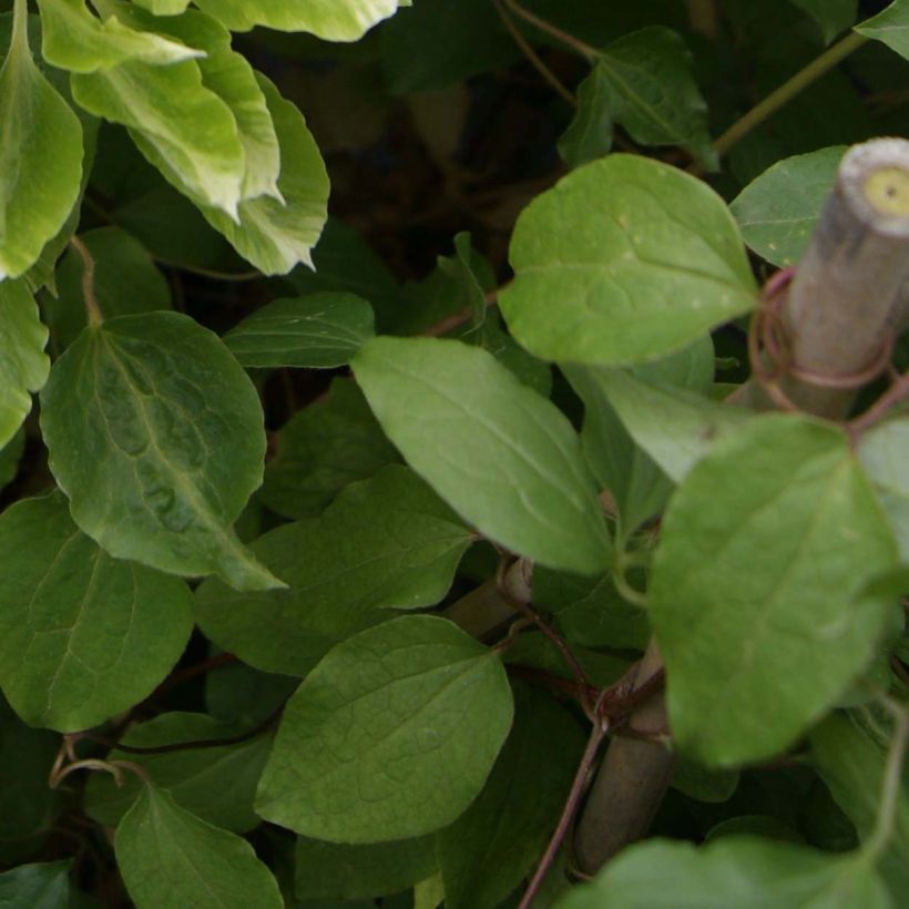 Clématite - Clematis Green Passion (Feuillage)