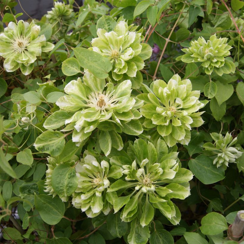 Clématite - Clematis Green Passion (Floraison)