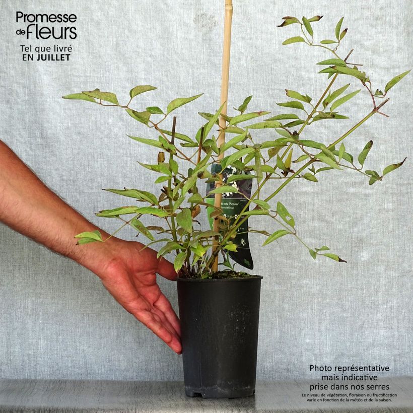 Spécimen de Clématite Herbacée Recta Purpurea Pot de 2L/3L tel que livré en été