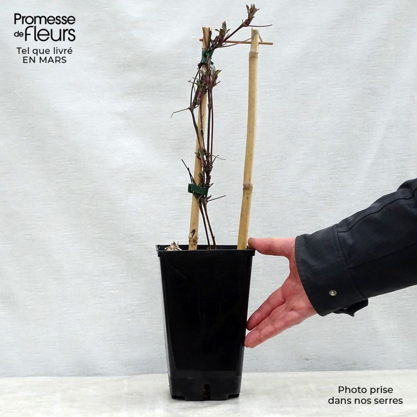 Spécimen de Clématite Honora Pot de 1.5L tel que livré au printemps