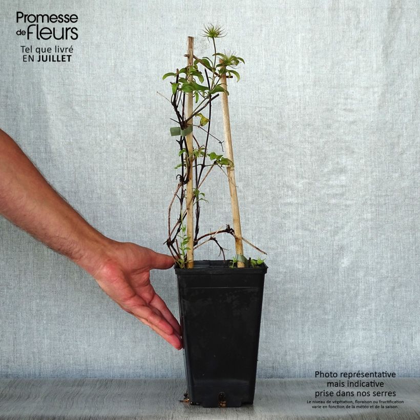 Spécimen de Clématite Honora Pot de 1,5L/2L tel que livré en été