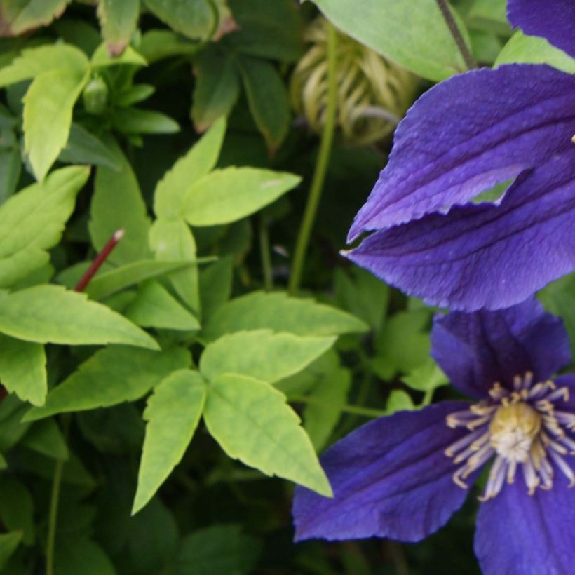 Clématite - Clematis Hudson River  (Feuillage)