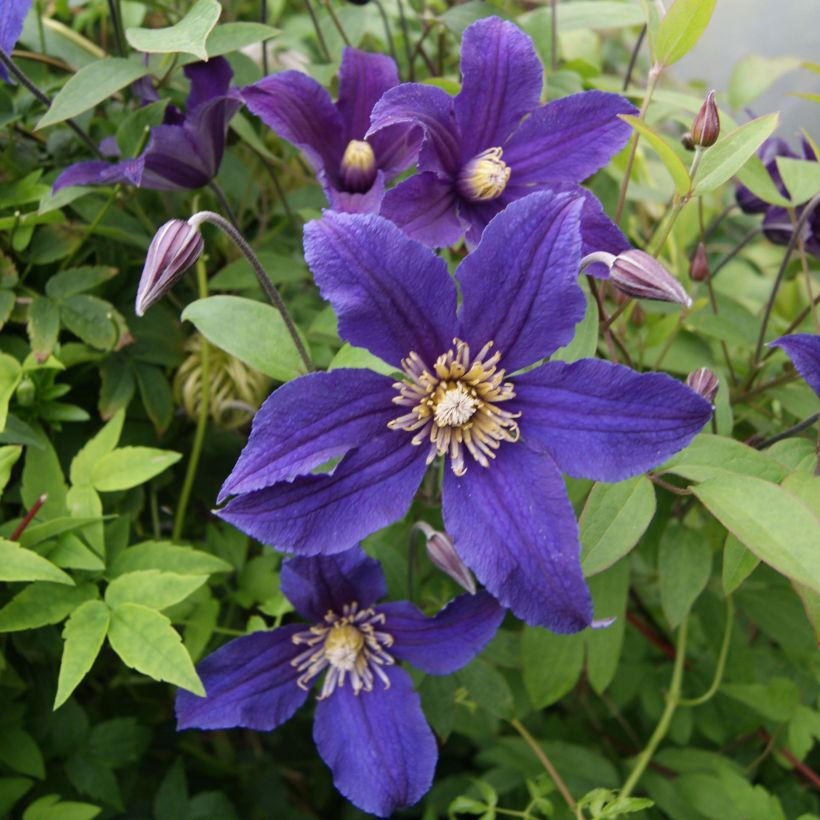 Clématite - Clematis Hudson River  (Floraison)