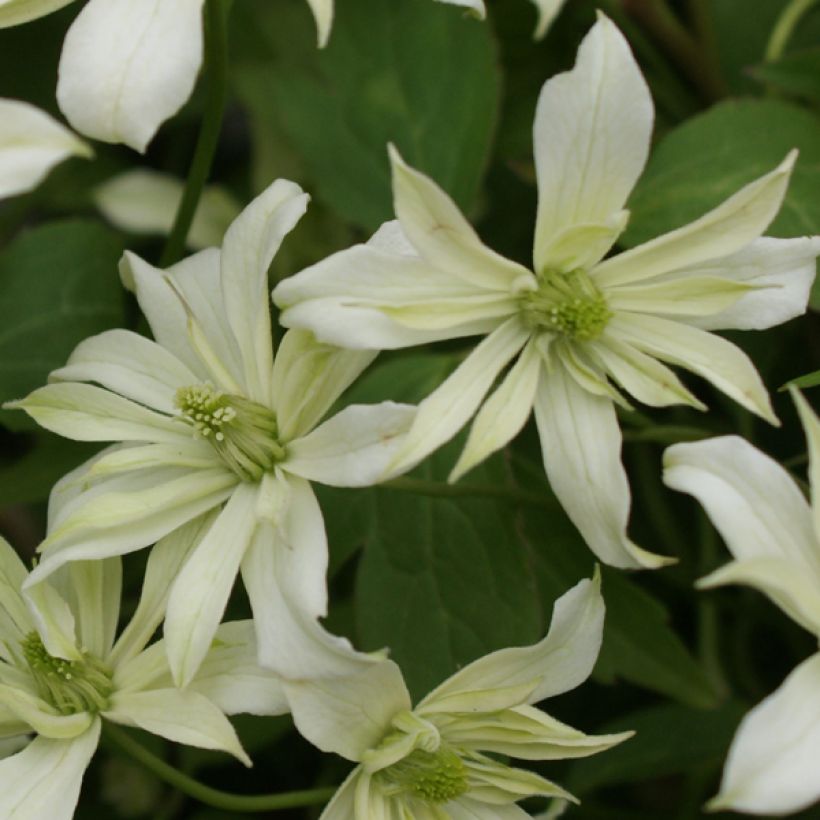 Clématite - Clematis montana Jenny Keay (Floraison)